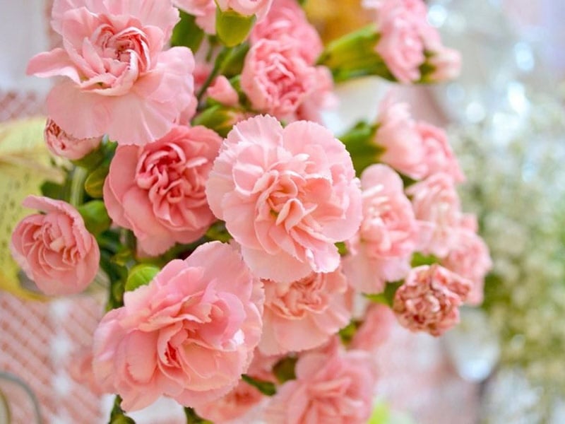 Khám phá ý nghĩa tâm linh và chiêm tinh học của hoa cẩm chướng hồng