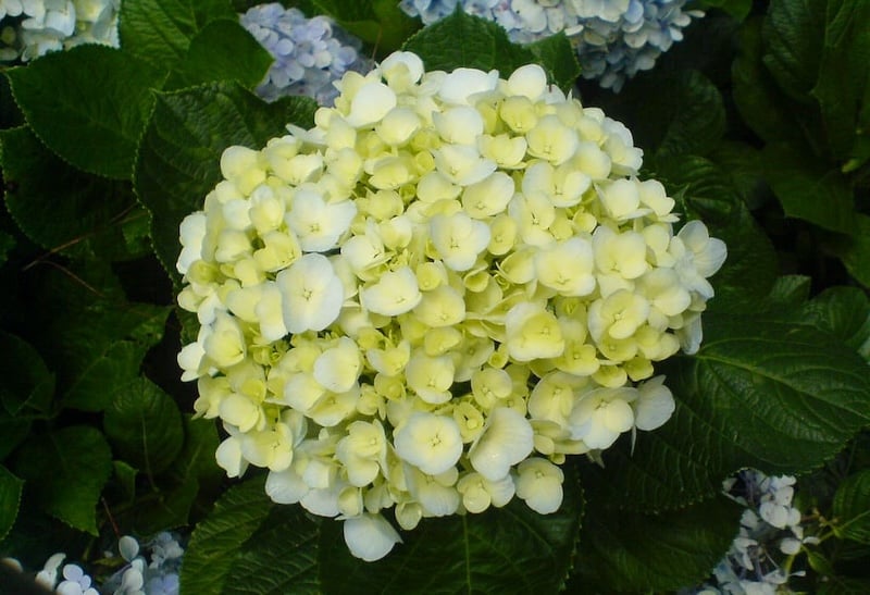 Ý nghĩa hoa cẩm tú cầu vàng