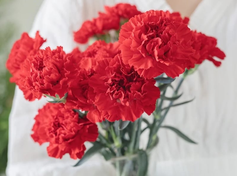 Cẩm chướng đỏ - hoa tặng chị gái thể hiện sự ngưỡng mộ và may mắn