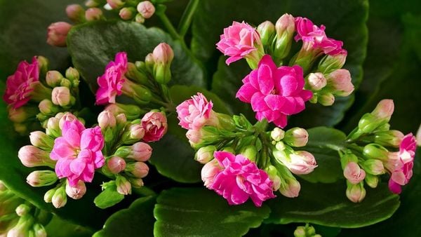 Hoa gì chưng Tết 2025 thu hút may mắn ở miền Bắc? Hoa sống đời là lựa chọn lý tưởng