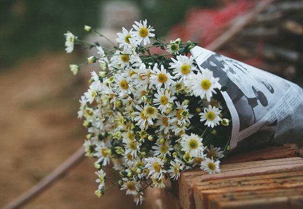 The Daisy Flower: Meanings, Images & Insights