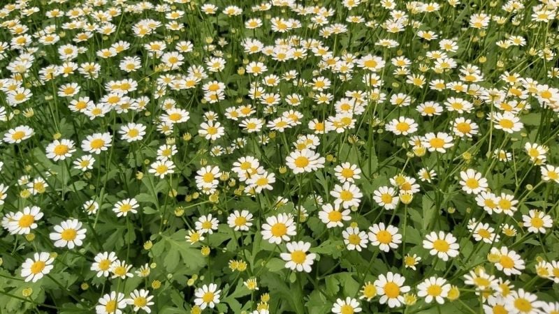 Khám phá ý nghĩa sâu sắc của hoa cúc Tana trong tình yêu, tình bạn và phong thủy