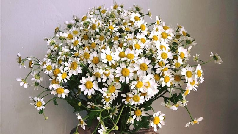 Đặc điểm nổi bật của hoa cúc Tana với vẻ đẹp mong manh và thuần khiết