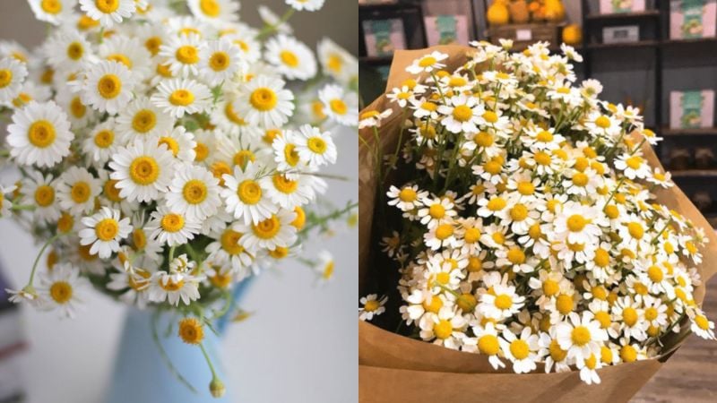 Cách phân biệt chi tiết giữa hoa cúc Tana và cúc họa mi (Daisy)