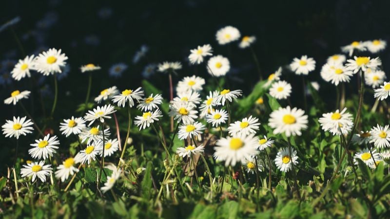 Cánh đồng hoa cúc tana tuyệt đẹp