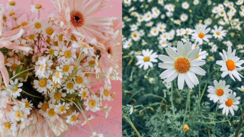 Lý do hoa cúc Tana trở thành trào lưu được nhiều người yêu thích