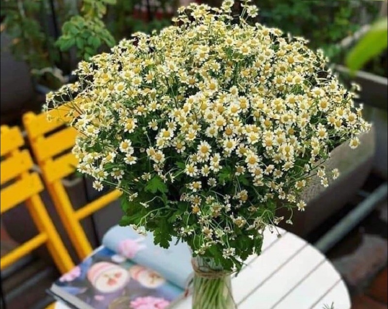 Hoa cúc Tana không phải hoa cúc hoạ mi