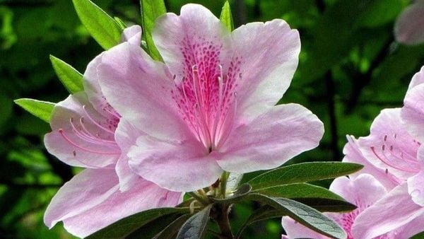 Hoa đỗ quyên hợp mệnh Kim, Thổ, Hoả