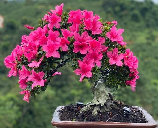 Cây hoa Đỗ Quyên có chứa độc tố, có khả năng gây ngộ độc nội bộ nếu vô tình ăn phải.