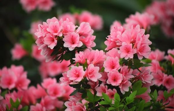 Khám phá ý nghĩa sâu sắc của hoa đỗ quyên trong tình yêu và cuộc sống
