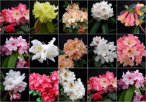 Hoa đỗ quyên có rất nhiều màu sắc phong phú như tím, đỏ, hồng, trắng, vàng, xanh tím, và cam.