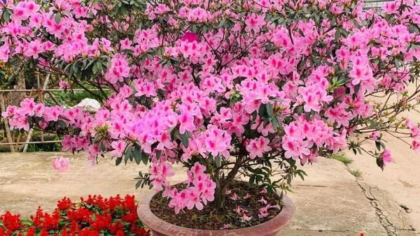 Việc đặt cây đỗ quyên ở những vị trí phù hợp sẽ giúp phát huy tối đa ý nghĩa phong thủy