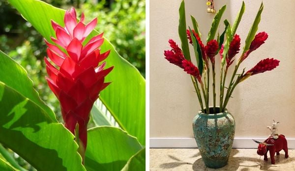 Khám phá công dụng đa dạng và những dịp nên tặng hoa Hạnh Phúc ý nghĩa