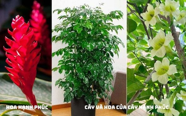 Phân biệt hoa hạnh phúc (gừng kiểng) và hoa của cây hạnh phúc