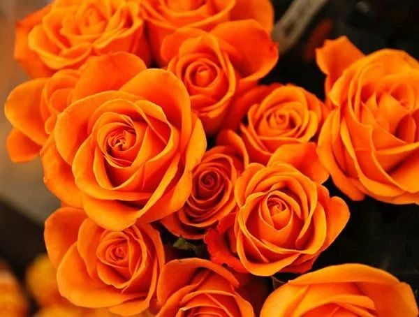 Hoa hồng cam – Nhiệt huyết và khao khát
