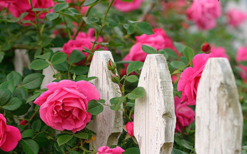 Hoa hồng leo cho bông nở rộ, dễ chăm sóc