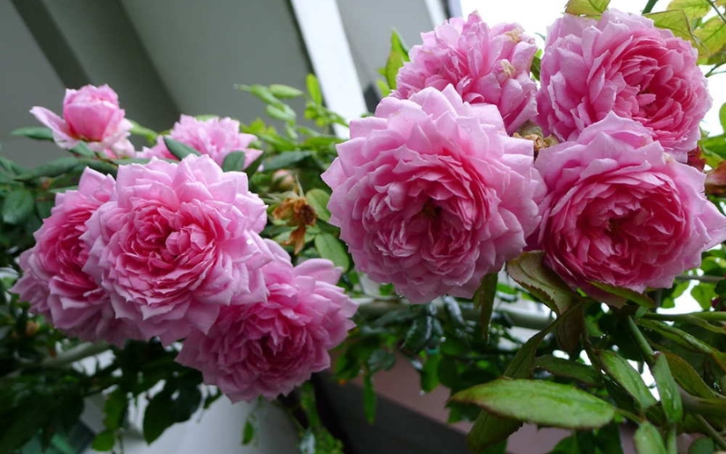 Hồng Huntington có màu hồng sen nổi bật, form hoa khum hình trứng