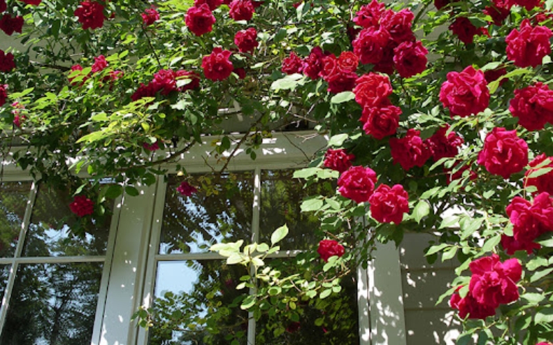 Hoa hồng leo Red Eden nổi bật với sắc đỏ đậm quyến rũ và form hoa cổ điển sang trọng
