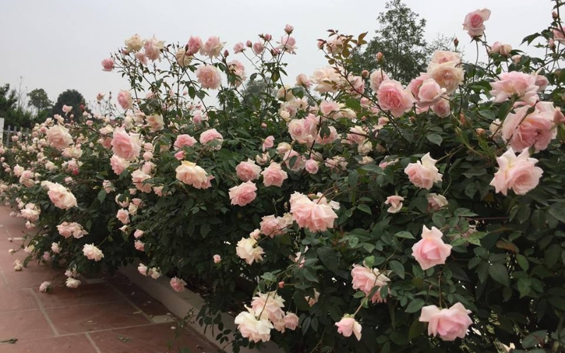 Dàn hoa hồng leo có thể trồng bằng cách ghép mắt hoặc chiết cành