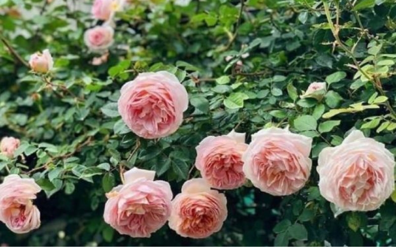 Giàn hoa hồng leo rực rỡ màu sắc đang khoe sắc trong nắng sớm