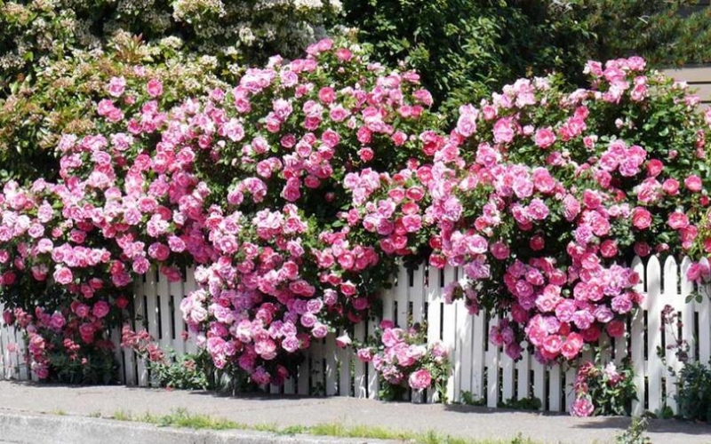 Hình ảnh các loài hoa hồng leo cổ điển với vẻ đẹp hoài niệm và hương thơm đặc trưng