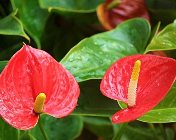 Hoa hồng môn có hình trái tim độc đáo, đầy ý nghĩa