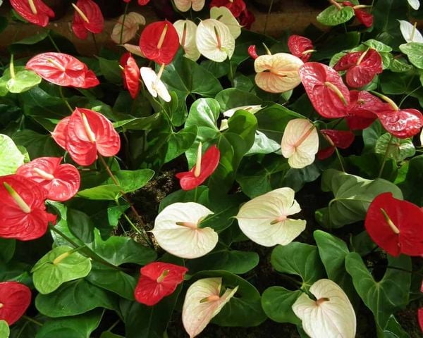 Hoa hồng môn đỏ hợp với người mệnh Hỏa - Thổ, còn hoa hồng môn trắng hợp với mệnh Kim - Thủy