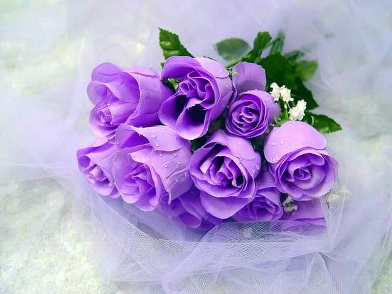Khám phá ý nghĩa sâu sắc của hoa hồng tím trong tình yêu và cuộc sống thường ngày