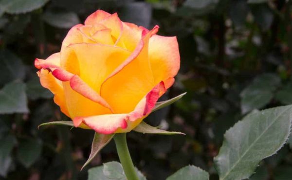 Hoa hồng Ecuador đẹp quyến rũ