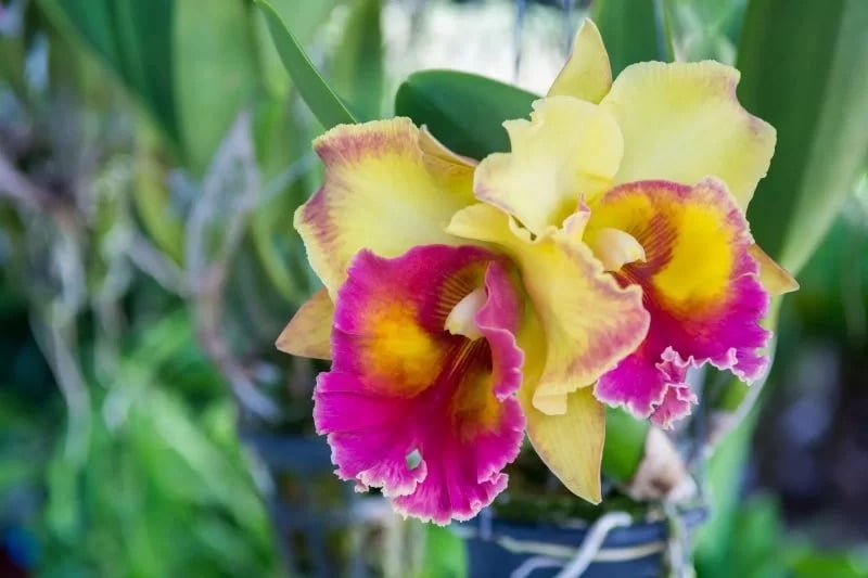 Lan Cattleya được xem là nữ hoàng của các loại lan