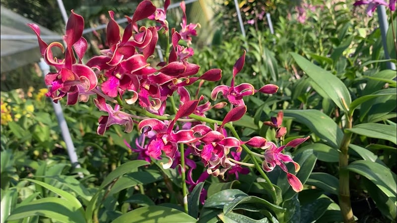 Hoa lan Dendro thường được gọi là Lan Hoàng Thảo