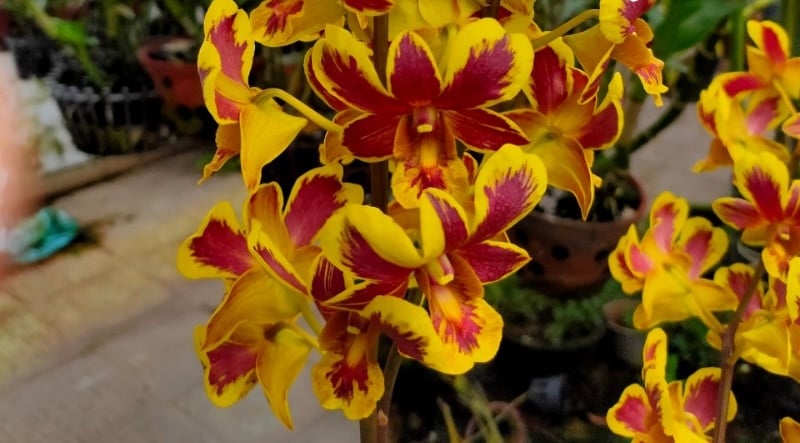 Hoa lan Dendro mang ý nghĩa phong thủy tốt lành, thu hút may mắn và tài lộc