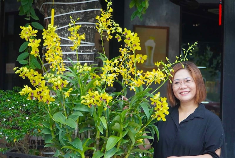 Hoa Lan Dendro Pensoda: Vẻ Đẹp Tinh Khiết Và Hương Thơm Quý Phái