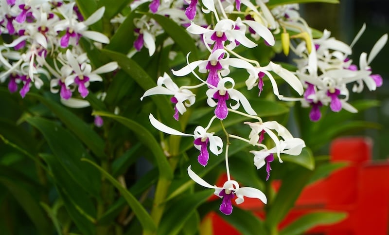 Dendro nắng Bà Liễu - Dòng lan Dendro đẹp và siêng hoa