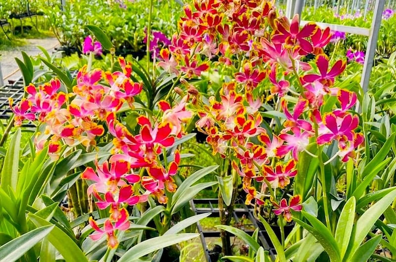 Vẻ đẹp độc đáo của hoa lan Dendro chớp với các vệt màu lạ mắt