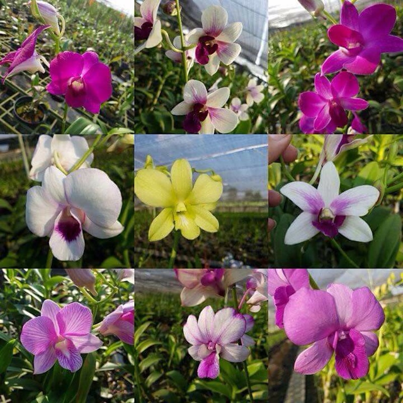 Lan Dendro màu với các màu sắc khác nhau như tím, hồng, vàng, trắng,...
