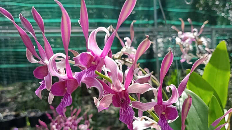 Lan Dendro nắng đang khoe sắc với nhiều chùm hoa dài, rực rỡ dưới ánh nắn