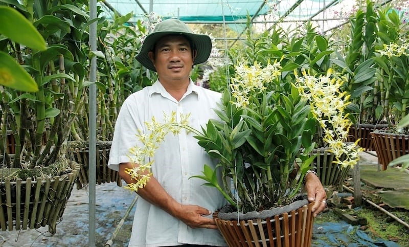 Đặc điểm hình thái chi tiết của thân, lá, rễ và hoa lan Dendro