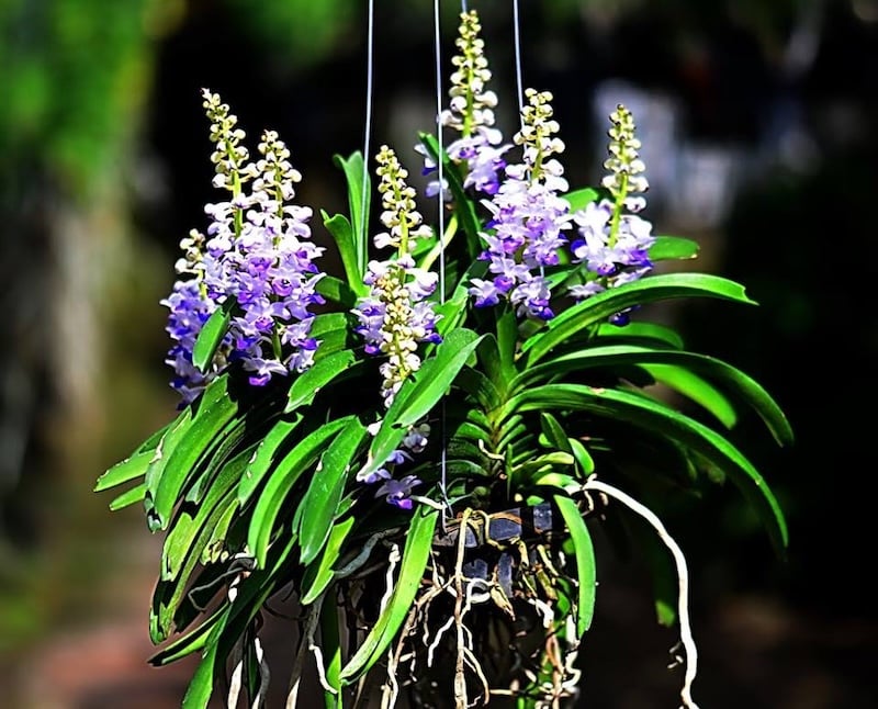 Lan Hải Yến, loài lan quý từ Đông Nam Á, với vẻ đẹp kiêu sa và hương thơm quyến rũ.