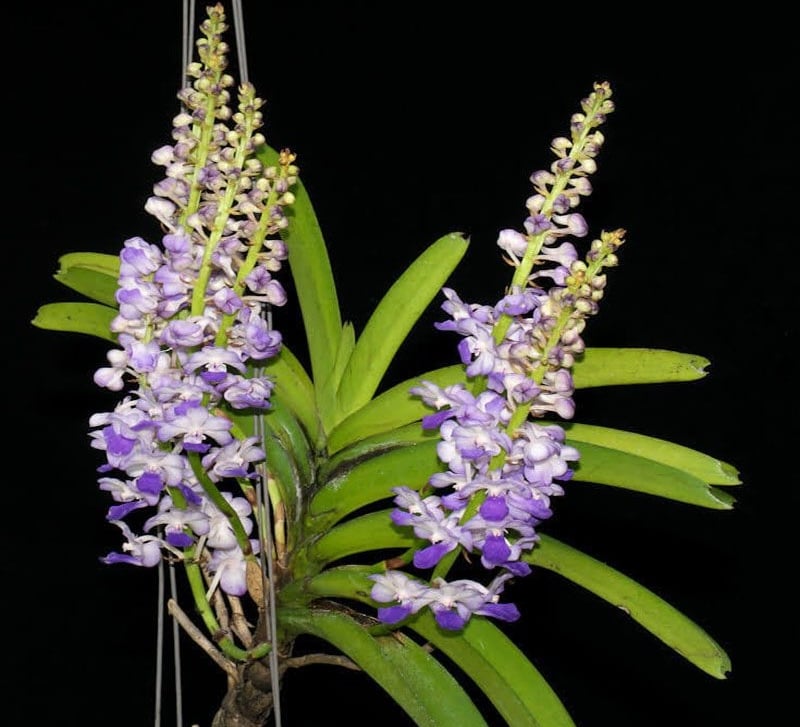 Hoa Lan Hải Yến nở thành chùm dài, nổi bật với màu trắng, tím và điểm xuyết xanh lam/hồng nhạt độc đáo