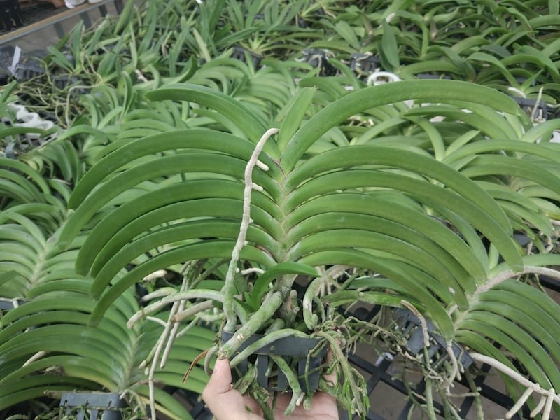 Lựa chọn cây giống Lan Hải Yến đảm bảo lá không dập để cây phát triển tốt.