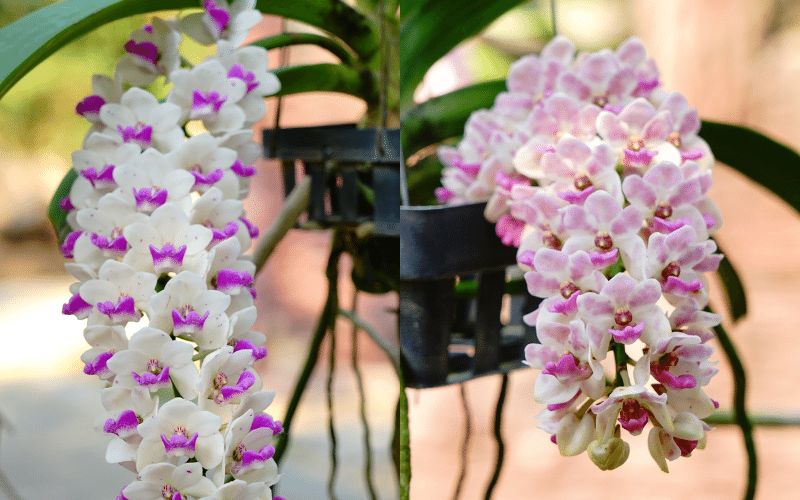 Lan Hải Yến có giá từ 150.000 đồng đến 300.000 đồng