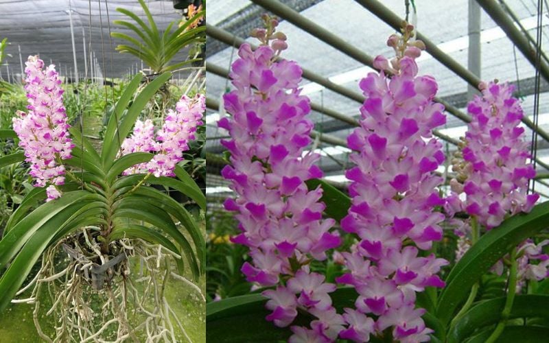 Hoa Lan Hải Yến Thái lai tạo, bông to, màu tím rực rỡ và bắt mắt