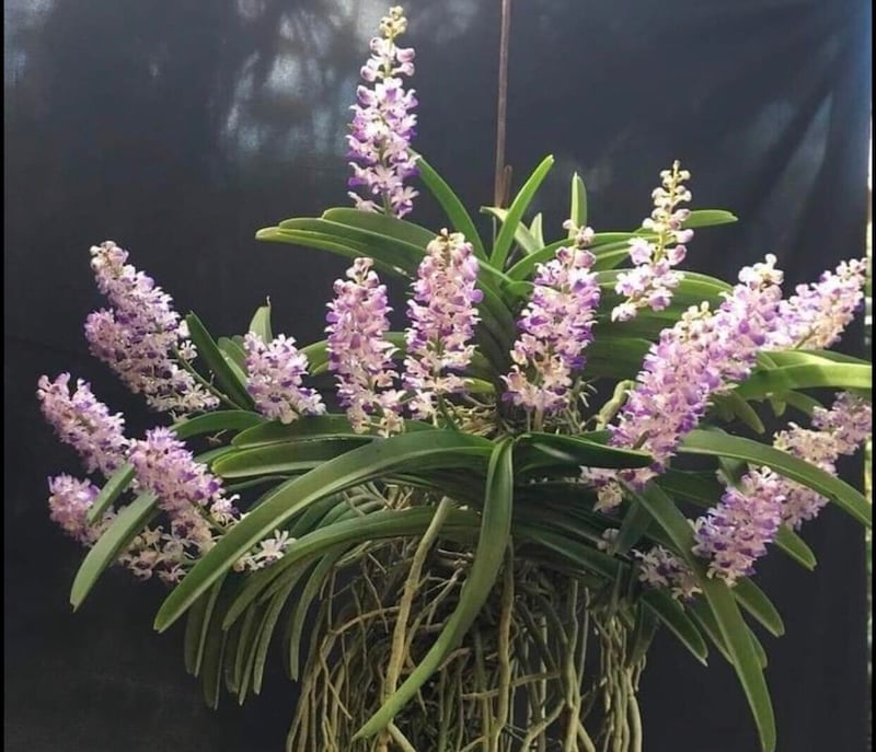 Kỹ thuật trồng Lan Hải Yến đúng cách: gốc cây nổi hoàn toàn trên bề mặt giá thể, không bị vùi lấp