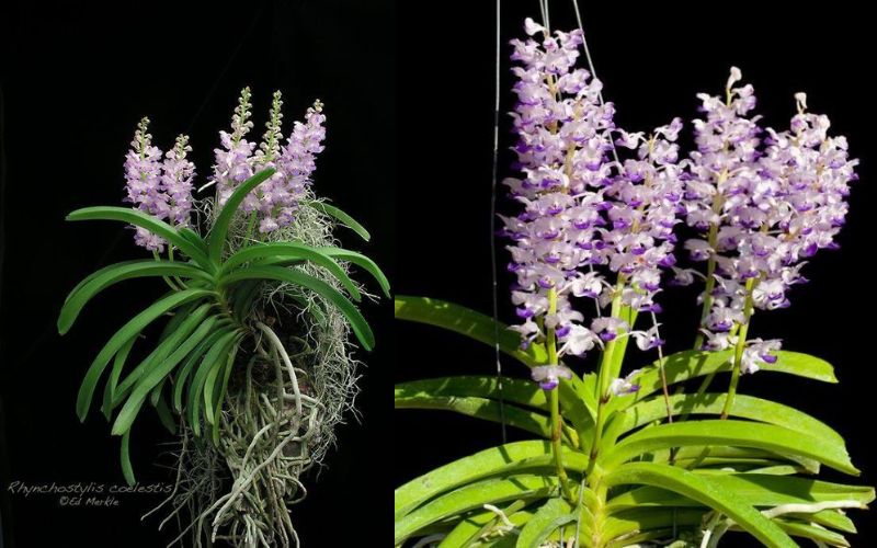 Lan Hải Yến là loài lan 