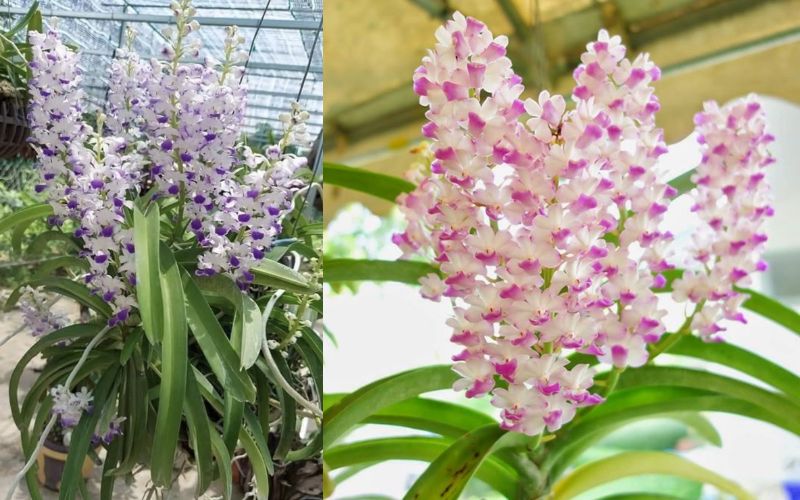 Lan Hải Yến được đặt dưới lưới che, nhận ánh sáng trung bình khoảng 30% để phát triển tốt