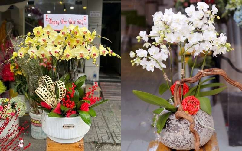 Chậu hoa Lan hồ điệp chúc mừng thăng chức tại Flosa