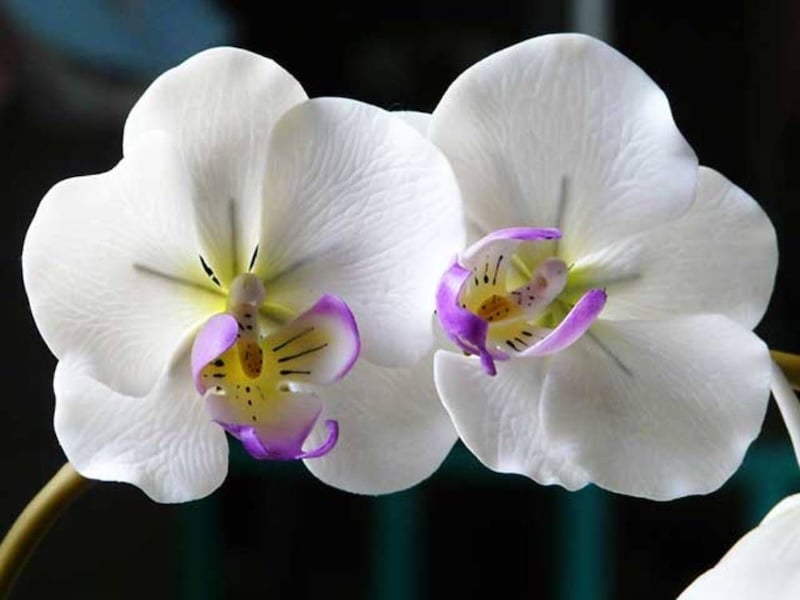 Lan Hồ Điệp Trắng lưỡi tím