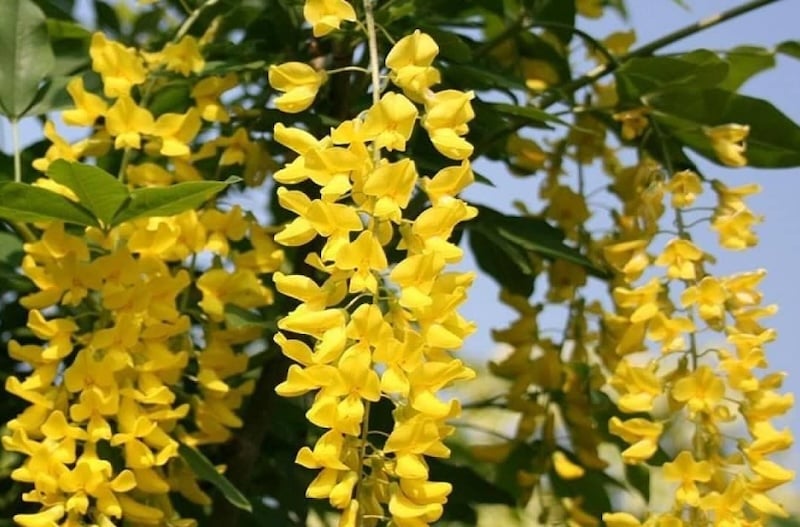 Mặt hoa Lan Hoàng Dương dễ dàng nhận biết