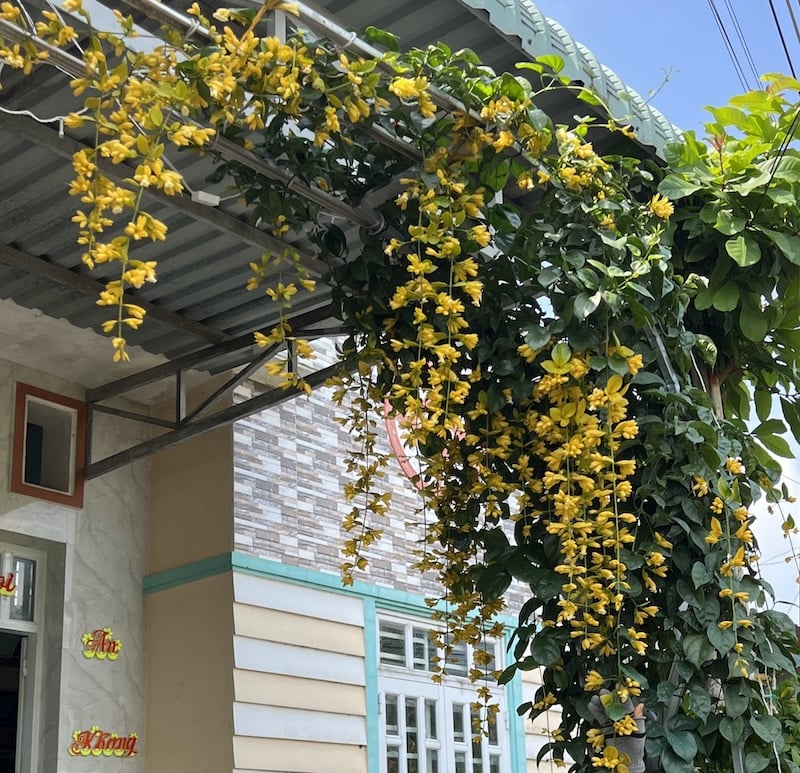 Cây Lan Hoàng Dương không đòi hỏi quá cầu kỳ về mặt dinh dưỡng.